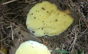 Tìm ra độc tố củ rừng gây ngộ độc tại Lào Cai: Người dân cẩn trọng khi ăn củ lạ