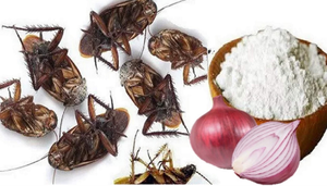 10 mẹo đuổi gián đơn giản nhưng cực kỳ hiệu quả