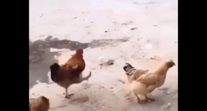 Gà mái trêu đùa trên nỗi đau của gà trống