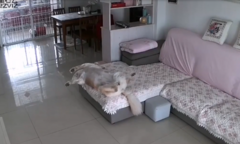 Chó ngủ mơ, ngã từ sofa xuống đất