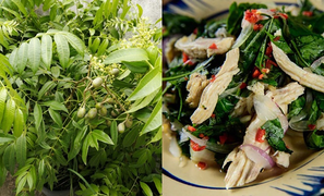 Ăn quả cóc thì ai cũng mê nhưng bạn đã thử qua loạt món ngon từ lá cóc chưa?