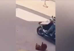 Chú chó ăn vạ, lăn ra đường vờ bị xe tông