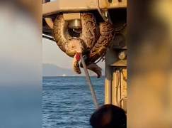 Cảnh sát choáng váng khi thấy trăn nằm vắt vẻo trên lan can tàu