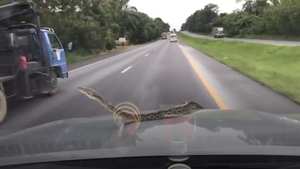 Video: Đang lái xe, tài xế hoảng hốt thấy trăn bò trên nắp capo
