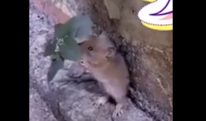 Chú chuột 'ngây thơ' giấu mặt sau nhánh cây, tưởng trốn được người