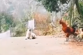 Chó 'nhại' tiếng gà trống, gáy ò ó o