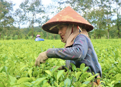 Ảnh: Người dân tất bật thu hoạch chè trên nông trường trăm tuổi ở phố núi
