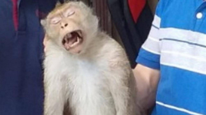 Khỉ cụt chân tấn công người ở TP.HCM