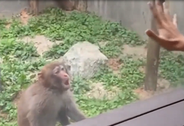 Khỉ há hốc mồm khi xem chàng trai làm ảo thuật