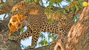 Báo hoa mai ‘bắt trộm’ sư tử con và cái kết thảm khốc