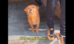 Lỡ gây họa, chú chó cười tươi như hoa để nịnh chủ