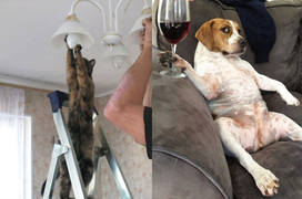 Hành động đáng ngờ của thú cưng gây băn khoăn: Liệu chúng có thật là động vật?