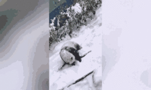 Video: Gấu trúc lăn lộn trong lớp tuyết dày ở Trung Quốc