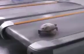 Chết cười xem rùa chạy cuống cuồng trên máy tập thể dục