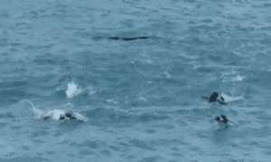 Video: 'Vũ điệu' chim cánh cụt trên biển Nam Phi