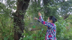 Video: Gà, vịt con bị tấn công, nông dân đặt bẫy bắt chim bìm bịp