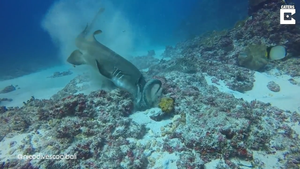 Video: Giật mình cảnh cá mập nhanh gọn nuốt trọn bạch tuộc