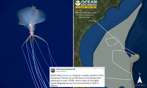 Mực vây lớn hiếm gặp có vẻ ngoài 'ma mị' ở Vịnh Mexico