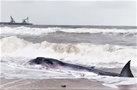 Giải cứu cá voi nặng gần 2 tấn mắc cạn bờ biển Hà Tĩnh
