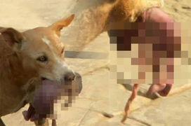 Chú chó hoang ngoạm bé sơ sinh bị bỏ rơi tìm sự giúp đỡ lay động cả thế giới