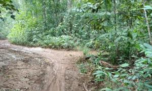 Gia Lai: Bị bắt quả tang chở gỗ lậu, 'lâm tặc' hành hung nhân viên bảo vệ rừng