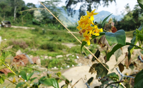 Quảng Nam: Sau trận cãi vã, hai anh em ăn lá ngón tự tử