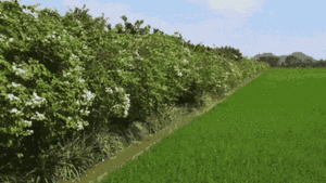 Video: Chống trộm cho vườn bưởi, nông dân An Giang trồng giàn hoa giấy dài 500m