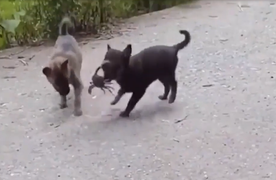 2 chú cún thay nhau bị cua kẹp đau điếng