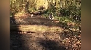 Chó chân ngắn học đòi nhảy cao và cái kết