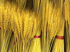 Bông lúa mạch vàng ruộm bỗng dưng phát 'sốt' vì nhiều người săn lùng 