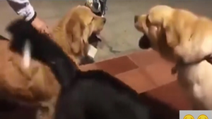 Chú chó gặp họa vì 'chĩa đuôi vào chuyện người khác'