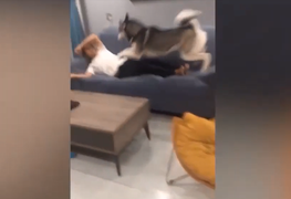 Chủ gặp họa vì cơn 'rửng mỡ' của thú cưng 