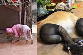 Cười xỉu ngắm hội thú cưng giữ ấm khi trời trở rét, ảnh cuối đáng yêu vô đối