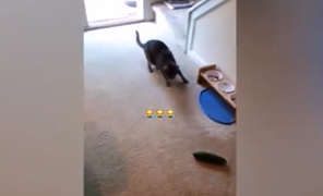 Mèo giật bắn mình khi thấy dưa chuột