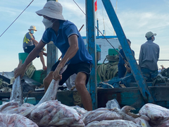 Ảnh: Nhộn nhịp thuyền về đầy ắp tôm cá ở 'làng chài giàu nhất nước'