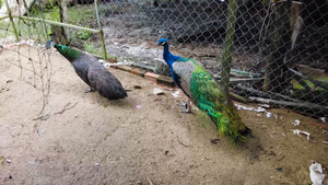 Video: Nông dân nuôi chim Khổng tước lấy lông bán cho khách cầu may mắn