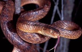 Rắn độc lẻn vào nhà, ngủ cùng bé gái suốt đêm