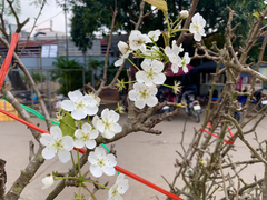 Đặc sản Tây Bắc đổ bộ, phố phường Hà Nội bừng sắc xuân