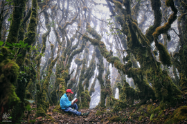 Ở Việt Nam cũng có một khu rừng đẹp huyền bí tựa bối cảnh phim xứ thần tiên 