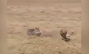 Báo đốm chạy trối chết khi bị lợn rừng đuổi