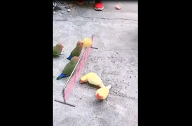 Bầy vẹt chơi bóng chuyền điêu luyện