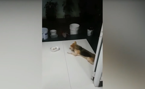 Chó quý tộc kiêu chảnh, phải mời mới chịu ăn