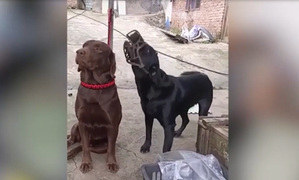 Chó bất cần đời, mặc kệ đồng loại trêu ngươi