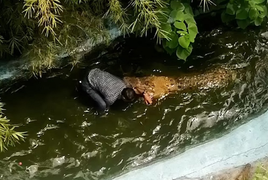 Tưởng cá sấu khổng lồ là mô hình, du khách đứng cạnh selfie và gặp họa lớn