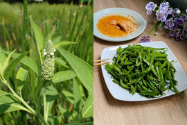Miền Tây có loại cỏ mọc dại được người dân hái về ăn, khen ngon hơn cả rau muống