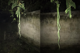 ‘Cặp rắn’ vắt vẻo khiến thanh niên ‘xỉu ngang’, nhìn kỹ mới thấy điều bất ngờ