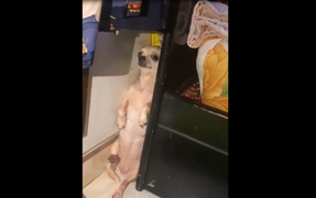 Cún cưng 'giấu đầu hở đuôi' khi tìm cách trốn chủ