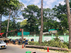 Vì sao nhiều cây cổ thụ trên đường phố ở TP.HCM bị đốn hạ?