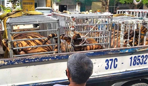 Truy tố người đàn ông đầu tư gần bạc tỷ mua đàn hổ về nuôi trong nhà kho