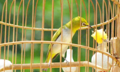 Nhóm côn đồ dùng kim tiêm đâm người để cướp chim cảnh